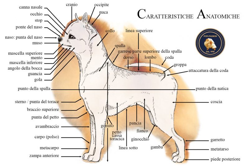 foto-ANATOMICHE3